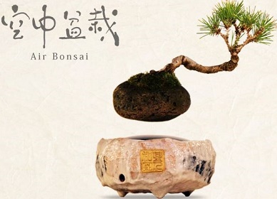 bonsai1